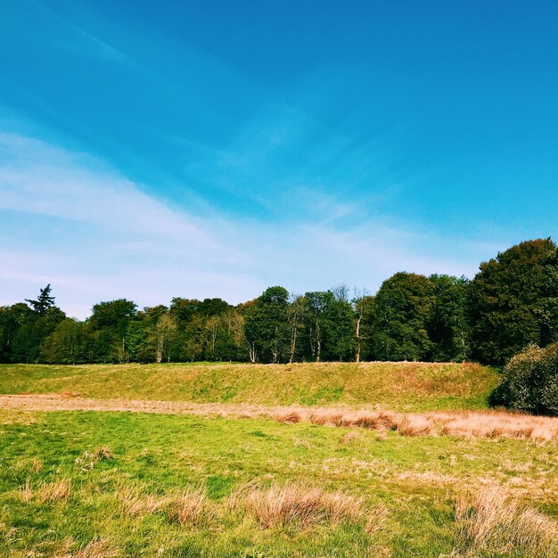 Foto Árboles en el campo contra el cielo azul