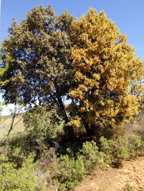 Foto Árboles en el campo contra el cielo azul