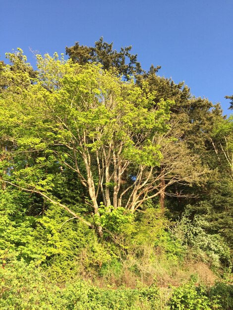 Foto Árboles en el campo contra el cielo azul