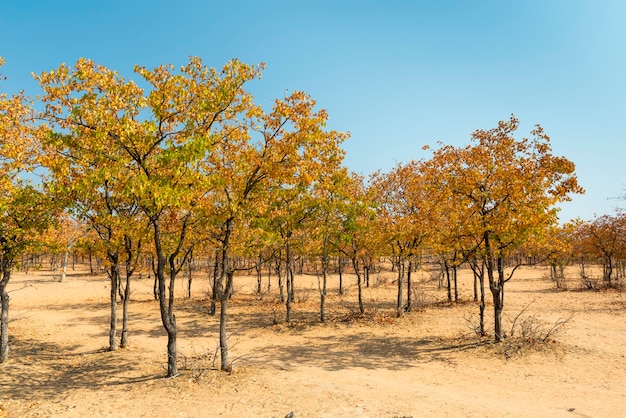 Foto Árboles en el campo contra un cielo despejado durante el otoño