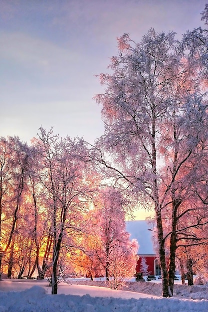 Foto Árboles en el campo contra el cielo durante el invierno