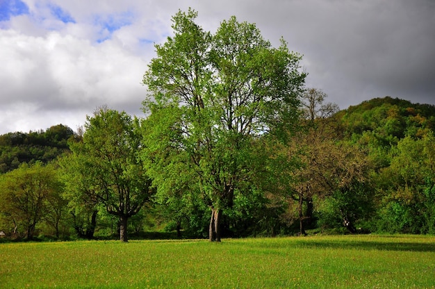 Foto Árboles en el campo contra el cielo nublado