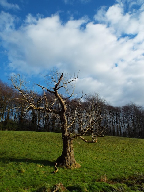 Foto Árboles en el campo contra el cielo nublado