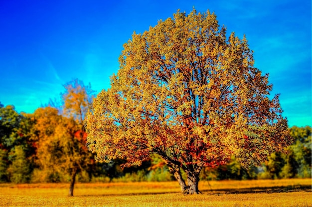 Foto Árboles en el campo contra el cielo durante el otoño