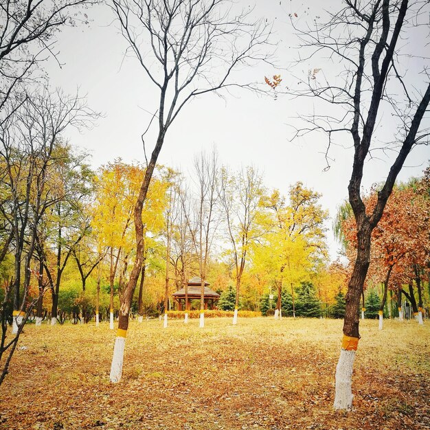 Foto Árboles en el campo contra el cielo durante el otoño