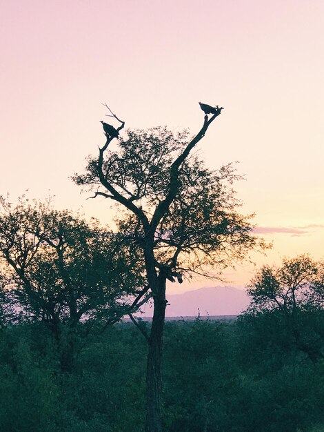 Foto Árboles en el campo contra el cielo durante la puesta de sol