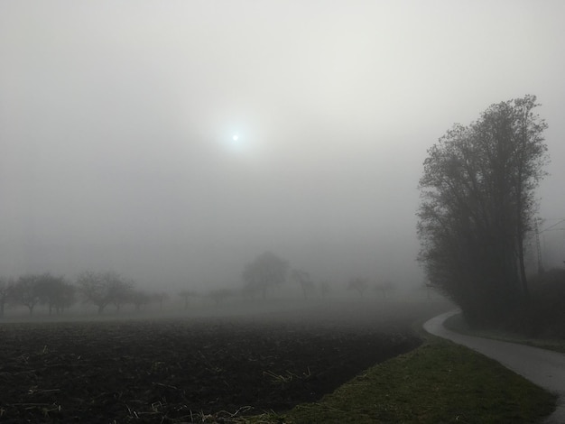 Foto Árboles en el campo contra el cielo durante el tiempo brumoso