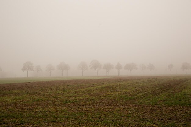 Foto Árboles en el campo contra el cielo durante el tiempo de niebla