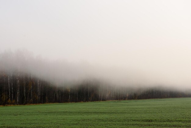 Foto Árboles en el campo contra el cielo durante el tiempo de niebla