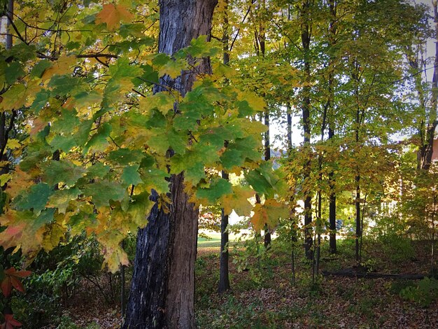 Foto Árboles en el campo contra el cielo