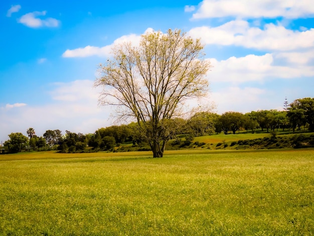 Foto Árboles en el campo contra el cielo