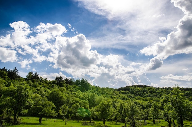 Foto Árboles en el campo contra el cielo