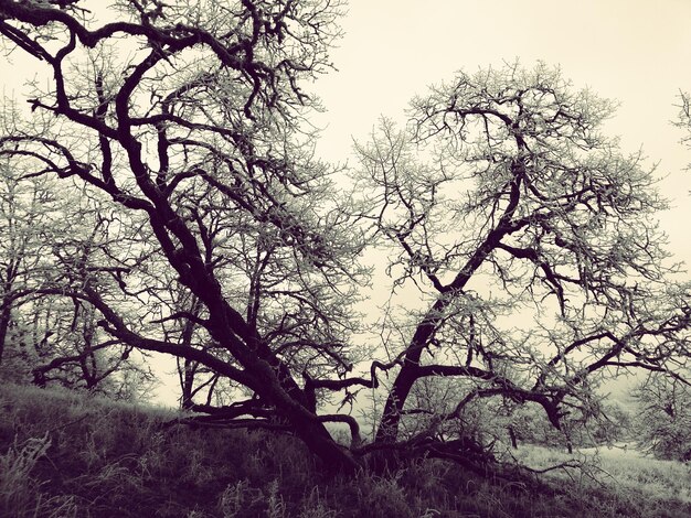 Foto Árboles en el campo contra el cielo