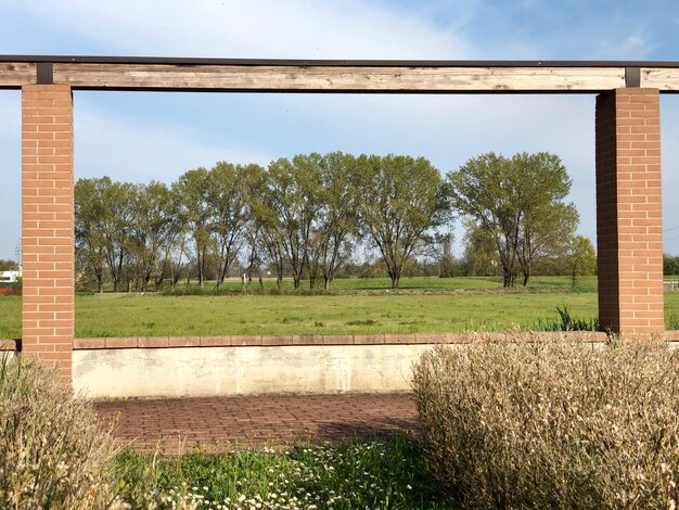 Foto Árboles en el campo contra el cielo