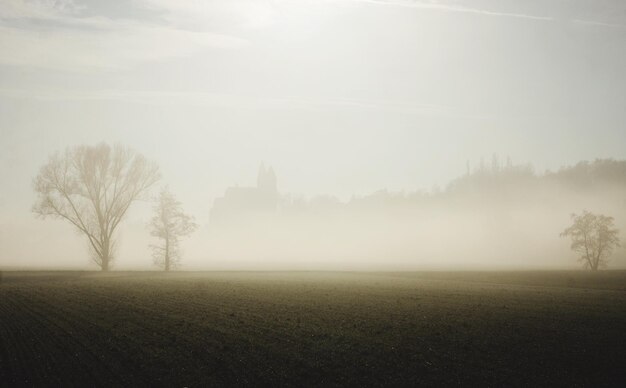 Foto Árboles en el campo contra el cielo