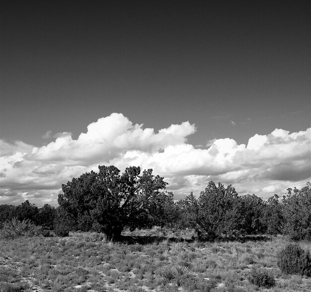 Foto Árboles en el campo contra el cielo