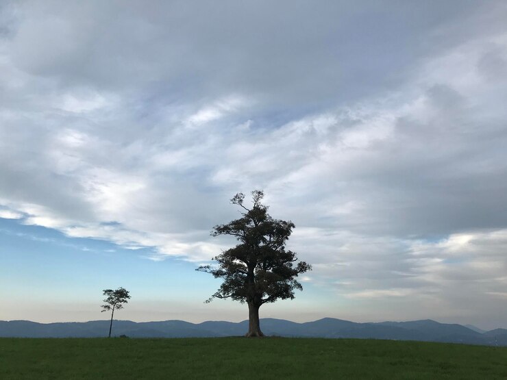 Foto árboles en el campo contra el cielo