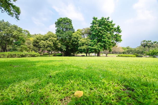 Foto Árboles en el campo contra el cielo