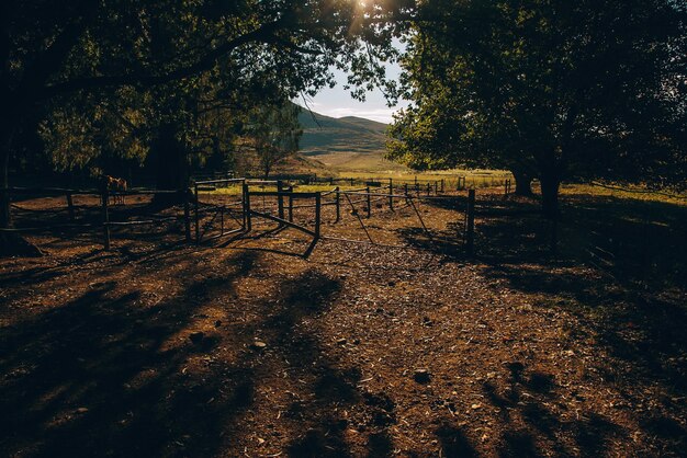 Árboles en el campo contra el cielo