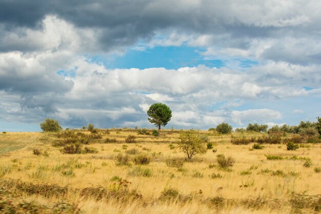 Foto Árboles en el campo contra el cielo