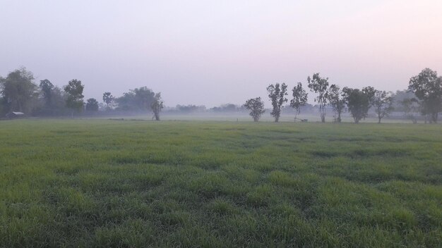 Árboles en el campo contra el cielo