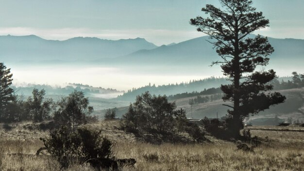 Foto Árboles en el campo contra el cielo