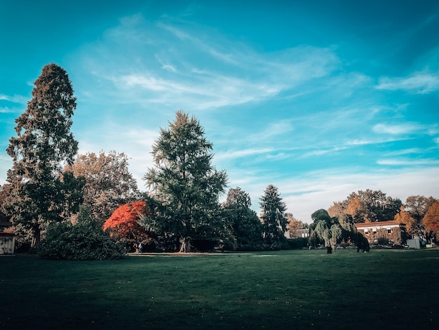 Foto Árboles en el campo contra el cielo