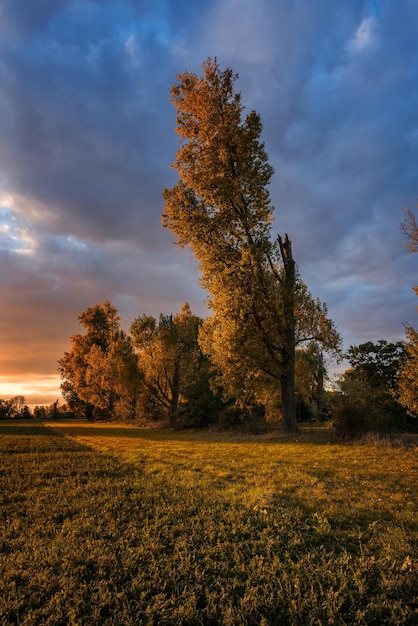 Foto Árboles en el campo contra el cielo