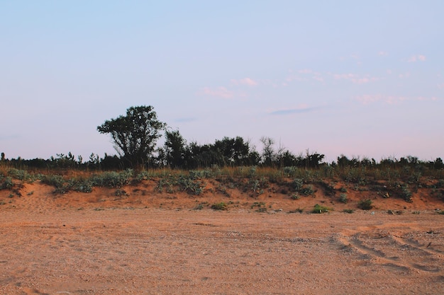 Foto Árboles en el campo contra el cielo