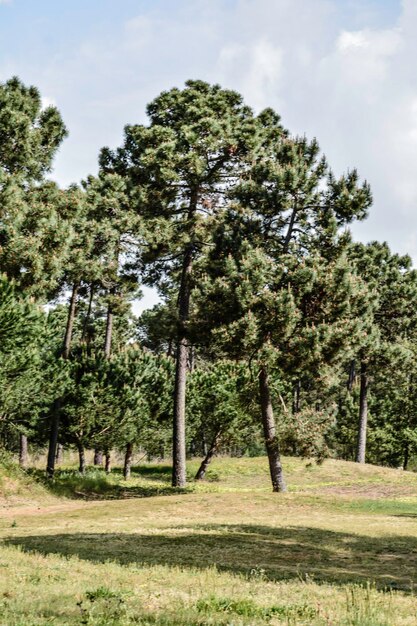 Foto Árboles en el campo contra el cielo