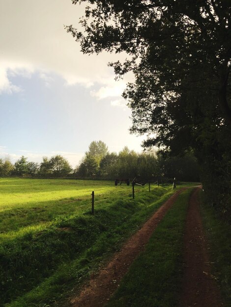 Foto Árboles en el campo contra el cielo