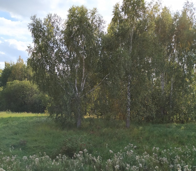 Árboles en el campo contra el cielo