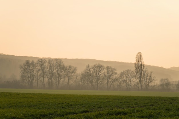 Foto Árboles en el campo contra el cielo