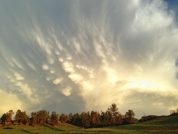 Foto Árboles en el campo contra el cielo