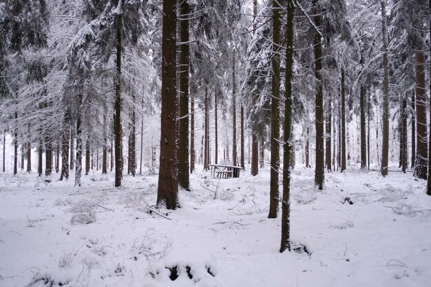 Árboles en un campo cubierto de nieve en el bosque