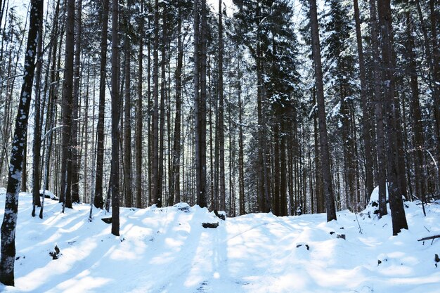 Foto Árboles en un campo cubierto de nieve durante el invierno