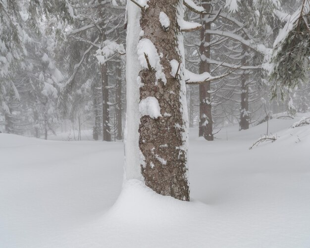 Foto Árboles en un campo cubierto de nieve durante el invierno