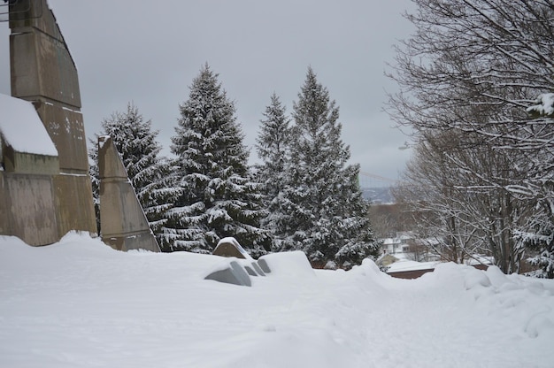 Árboles en el campo cubierto de nieve