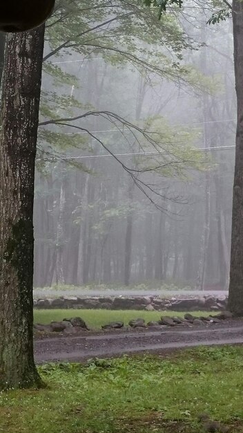 Foto Árboles en el campo en un día de lluvia