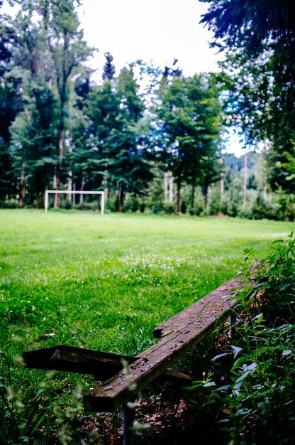 Foto Árboles en el campo de hierba