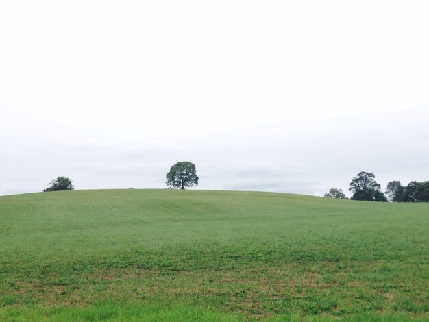 Foto Árboles en el campo de hierba