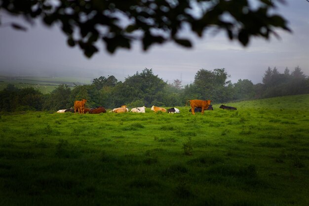 Foto Árboles en el campo de hierba