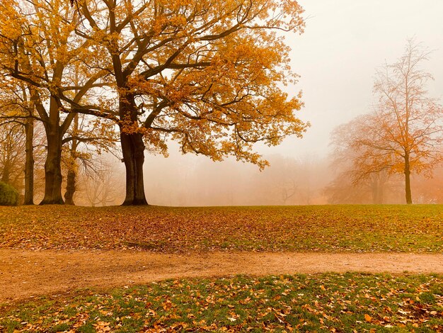 Foto Árboles en el campo durante el otoño