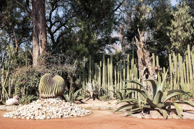 Foto árboles en el campo en el parque