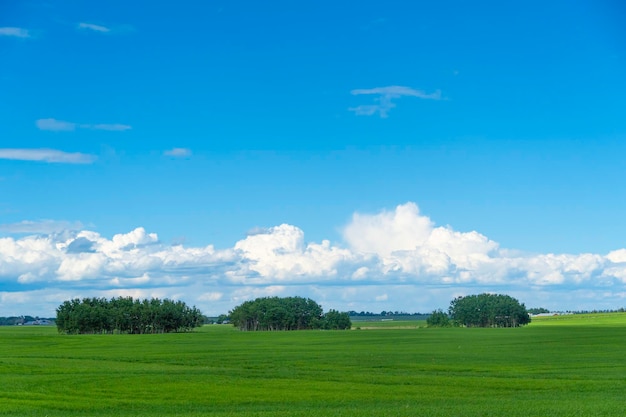 Árboles en campo de verano con nubes.