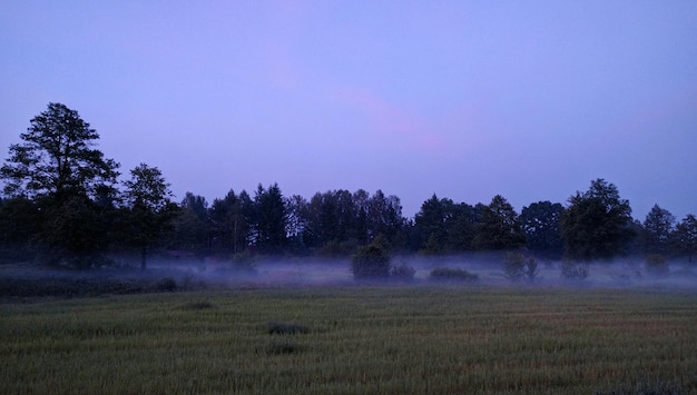 Foto Árboles en el campo