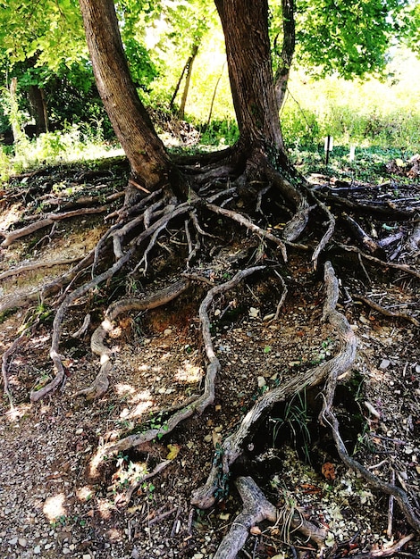 Foto Árboles en el campo