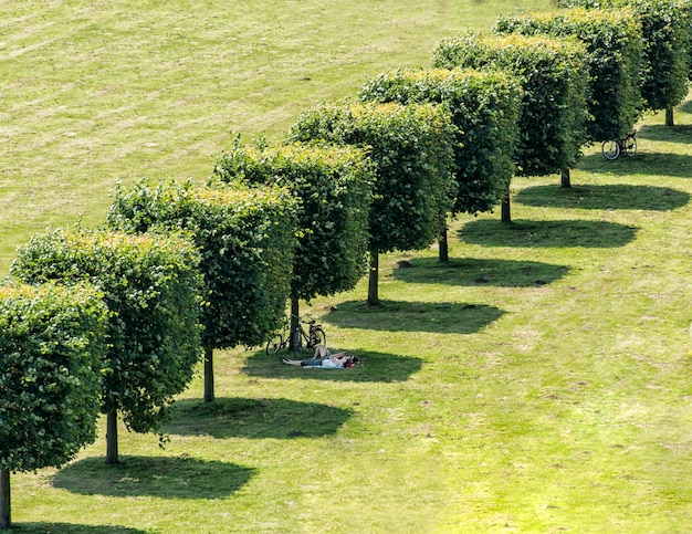 árboles en el campo