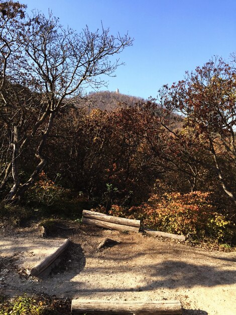 Foto Árboles en el campo