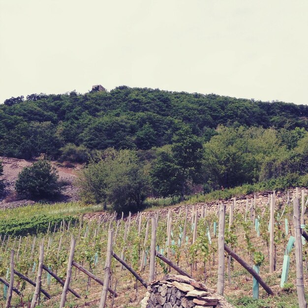 Foto Árboles en el campo